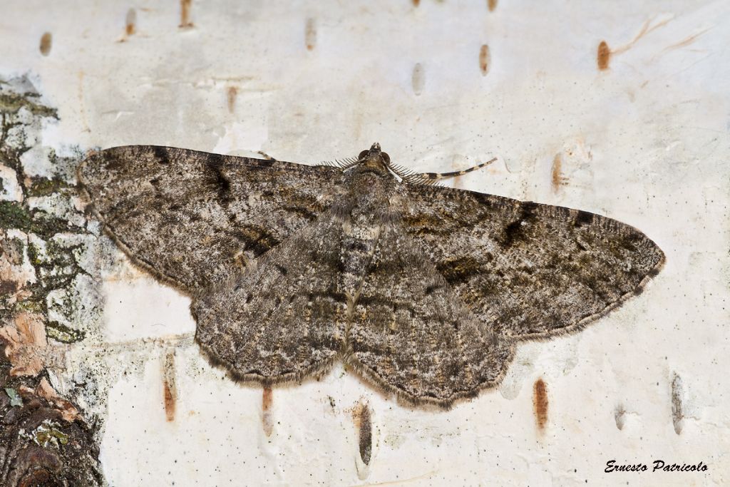 geometridae da identificare - Peribatodes rhomboidaria